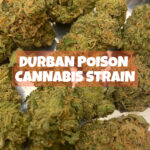 Durban Poison Cannabis Strain