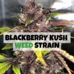 BLACKBERRY KUSH Weed Strain