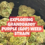 GRANDDADDY PURPLE (GDP) WEED STRAIN