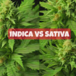 indica vs sativa