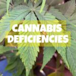 cannabis deficiencies