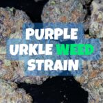 Purple Urkle Weed Strain