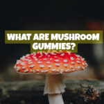 What are Mushroom Gummies