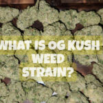 Og kush weed strain