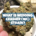 WHAT IS WEDDING CRASHER (WC) STRAIN?