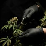cannabis industry