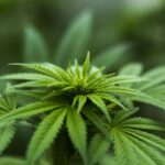 Endocannabinoid System