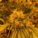 Cannabis Museums