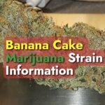 Banana Cake Marijuana Strain Information