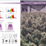 Grow Lighting with Spectrum Y