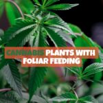 Foliar Feeding