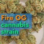 fire OG cannabis strain information