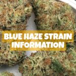 Blue Haze Strain