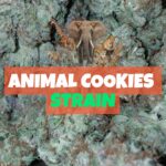 Animal Cookies Strain