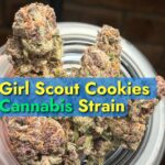 Girl Scout Cookies cannabis strain