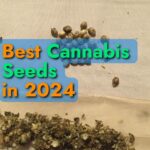 Best Cannabis Seeds in 2024