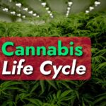 Understanding Cannabis Life Cycle