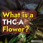 What is THCa Flower?