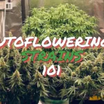 Autoflowering Strains Guide