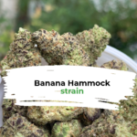 Banana Hammock strain