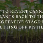 cut off pistils to revert back to vegetative stage