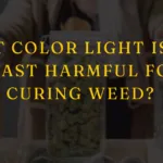 What Color Light is the Least Harmful for Curing Weed?