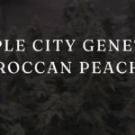 Purple City Genetics Moroccan Peaches