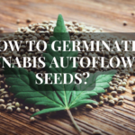 How to Germinate Cannabis Autoflower Seeds?