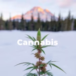 10 Best Cannabis-Inspired Games and Activities to Elevate Your Fun in 2025