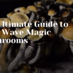The Ultimate Guide to Tidal Wave Magic Mushrooms