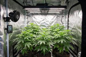 Cannabis Leaves Tacoing: Why It Happens and How to Fix It