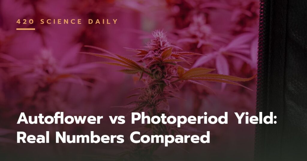 Cannabis plants at different growth stages — featured image for autoflower vs photoperiod yield comparison