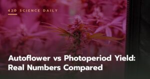 Autoflower vs Photoperiod Yield: Real Numbers Compared