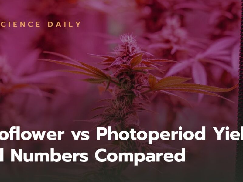 Autoflower vs Photoperiod Yield: Real Numbers Compared