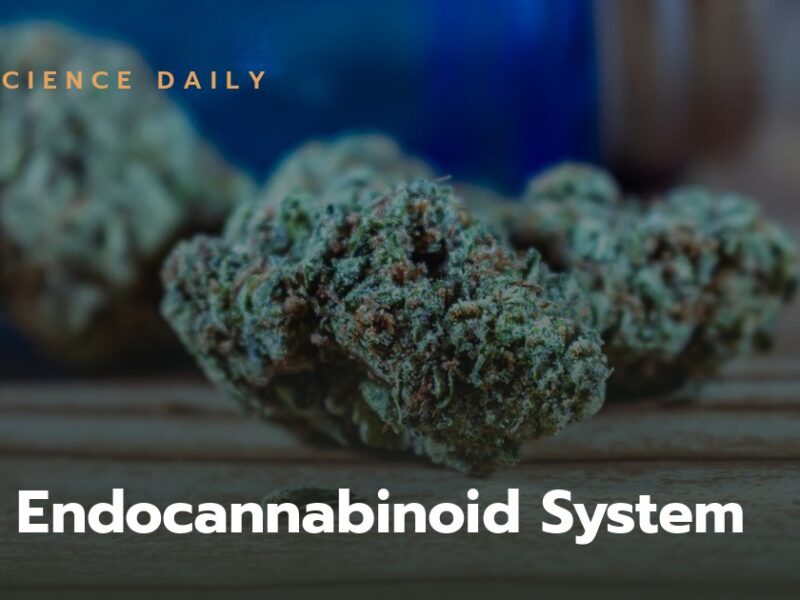 The Endocannabinoid System Unveiled: Your Comprehensive Guide