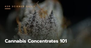 Cannabis Concentrates 101: A Guide to Concentrates