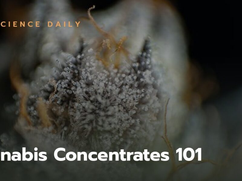 Cannabis Concentrates 101: A Guide to Concentrates