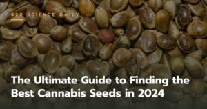The Ultimate Guide to Finding the Best Cannabis Seeds in 2024