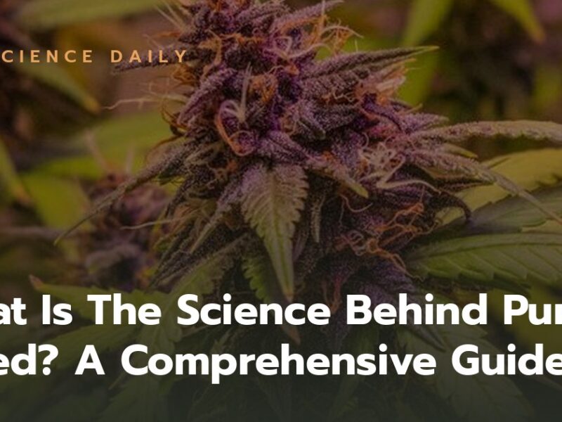 What Is The Science Behind Purple Weed? A Comprehensive Guide