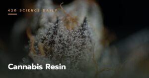 Cannabis Resin: Uses, Side Effects, and More