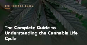 The Complete Guide to Understanding the Cannabis Life Cycle