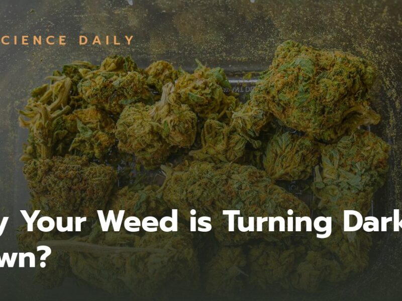 Why Your Weed is Turning Dark Brown? Causes, Solutions and Prevention