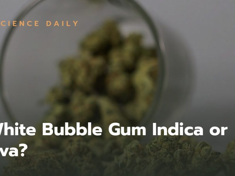 Is White Bubble Gum Indica or Sativa?