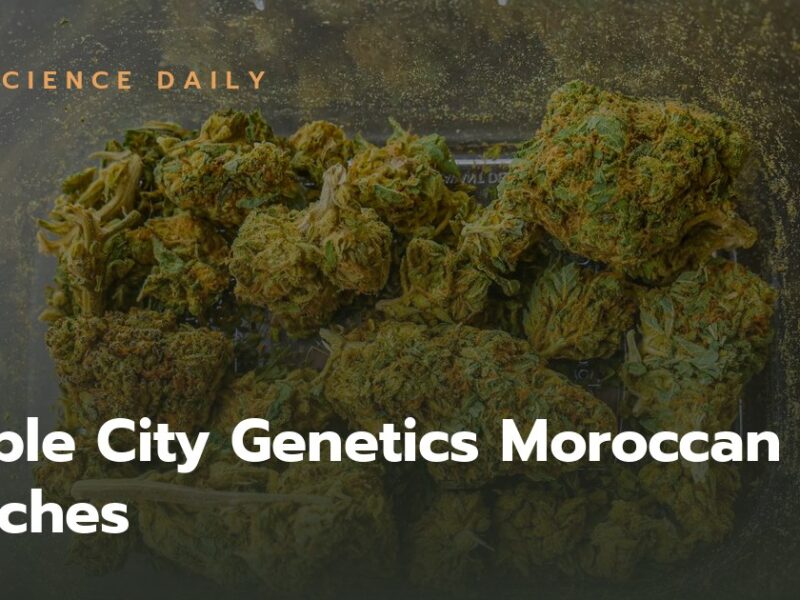 Purple City Genetics Moroccan Peaches
