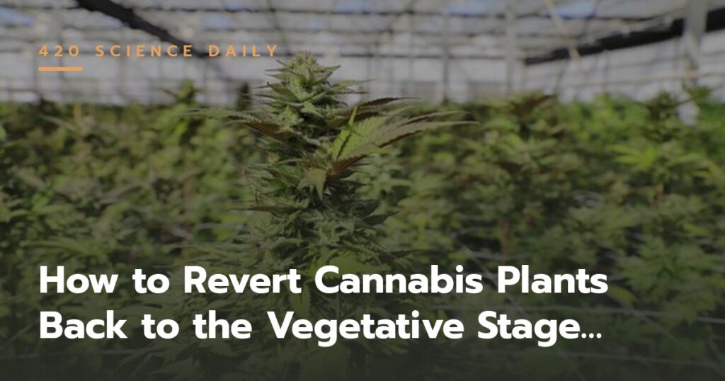 Cannabis plants - reverting to vegetative stage