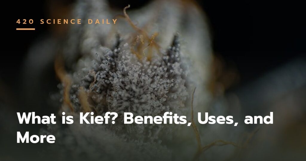 Cannabis kief close-up - what is kief