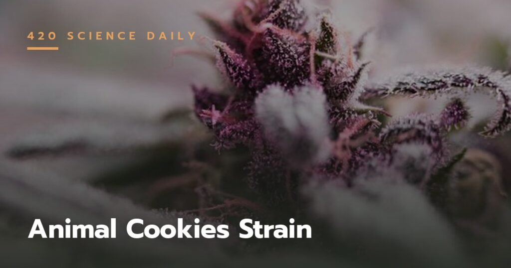 Cannabis buds - Animal Cookies strain