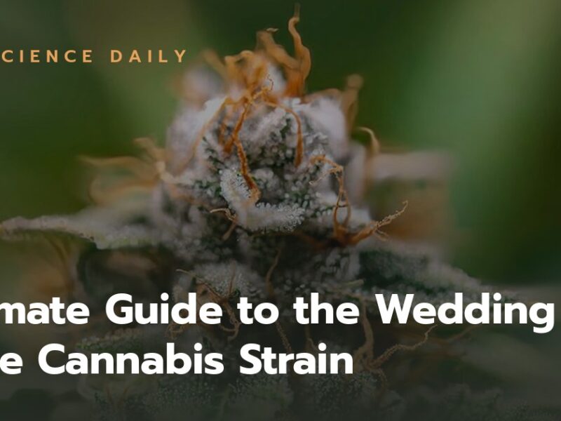 Ultimate Guide to the Wedding Cake Cannabis Strain
