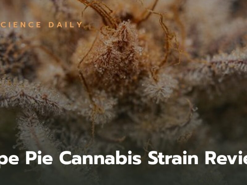 Grape Pie Cannabis Strain Review: A Flavorful Odyssey