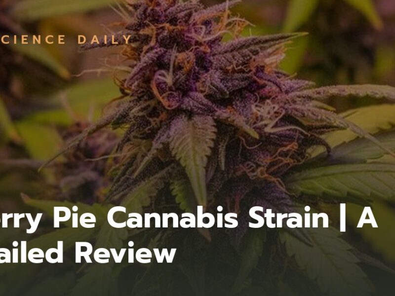Cherry Pie Cannabis Strain | A Detailed Review